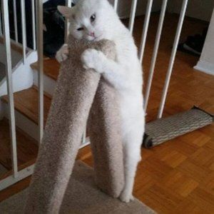 New A-Frame Cat Scratching Post